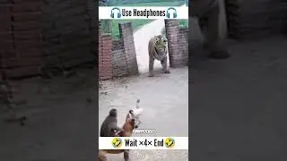 Tiger ki pehle se hi setting krdi #funny #fyp #viral #shorts