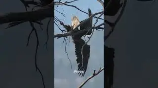 Bald Eagle breaking a branch #birdsofyoutube #wildlife #birdlovers #birdsofprey #eagles #raptor