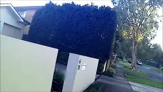 Walking in early morning, Willoughby Sydney