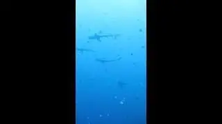 7 Sharks hunting, Blue Corner, Palau