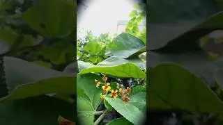 🌿falsa fruits🫐 harvesting#falsa#fruits#mygarden#organicfarming#gardening#shortvideo#ytshorts