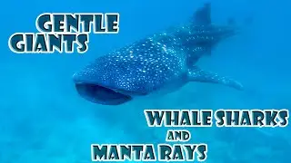 gentle Giants, South Ari Atoll - Maldives, Whale Sharks and Manta Rays