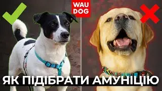 Як підібрати амуніцію для собаки? Перший нашийник цуценяти | ТОП помилок та правильний вибір