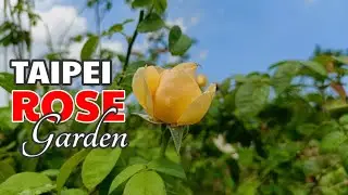Taipei Rose Garden | Travel Guide |@JOHONA