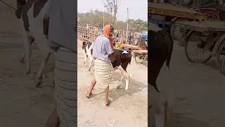 Cow video, cows,guru,cow, amba,hamba part 589 #shorts