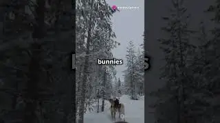 Top 5 Husky-Friendly Travel Spots!