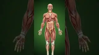 Milk human inside body #Digest system working#trendingshorts #digestive