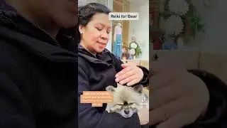 Reiki for Bear #petreiki #dogreiki # #animalhealing #reikiforpets