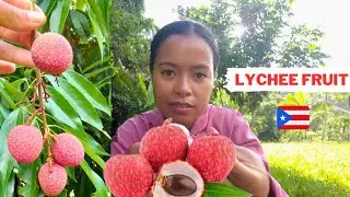 Harvesting lychee fruit | tropical farm in Puerto Rico