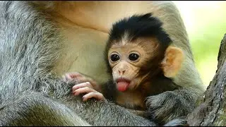 We Interesting With Monkey Behavior With Drama Lip Smacking, Baby Monkey Aria Has Special Show Up.