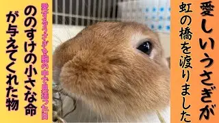 最愛のうさぎが虹の橋を渡りました。5歳8ヶ月の短い命、愛する息子ののすけが教えてくれた命と、言えないありがとう＃うさぎ＃ペットとの別れ＃ペットロス＃うさぎの最期