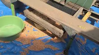 Honest Work: The Corn Harvest on a Small Farm _FarmersLife _Shorts