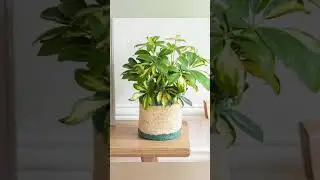 ☂️ Schefflera Arboricola | Dwarf Umbrella Tree Plant Styling 🏡#shorts#indoorplants#plants#viral