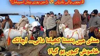 Maveshi Mandi latest update