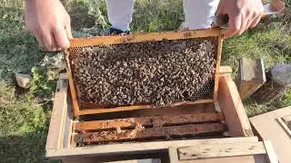 Παραφυάδες φθινοπώρου έτοιμα προς αποστολή