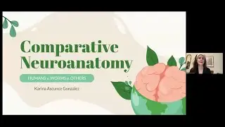 Comparative Neuroanatomy (Humans v. Worms v. Others) with Karina Ascunce Gonzalez