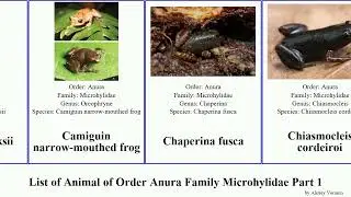List of Animal of Order Anura Family Microhylidae Part 1 frog anodonthyla chiasmocleis cophixalus