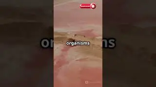 Why Are Some Lakes Bright Pink?!