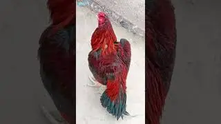 otlar olami 447 top quality pure Aseel pure fighter bloodline Aseel rooster birds