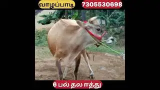 Super cow sale #shortsfeed #shortsviral #shortsvideo #shorts #shortvideo #short #subscribe