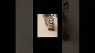 wee we wee weee #funny #meme #memes #cat #viral