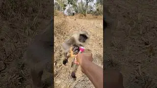 What will the Monkey pick? (Wait for it) 😱