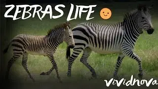 The mystery of zebra stripes finally solved!