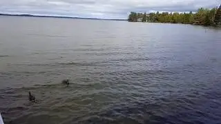 ASMR: 5 Minutes of Relaxation at Brevort Lake, Michigan. (Sounds for Relaxation) Enjoy in 1080P.