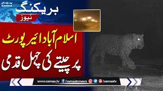 Black Leopard Spotted Near Islamabad International Airport | SAMAA TV