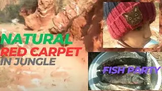 Picnic in Jungle | Primitive Cooking in mountains | Salty Peaks 🤔| Natural Red Carpet in Jungle