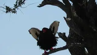 Bateleur Eagle making a noise