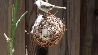 Bushtit gathering cotton