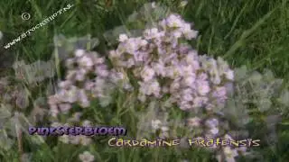 Pinksterbloem - Cardamine pratensis