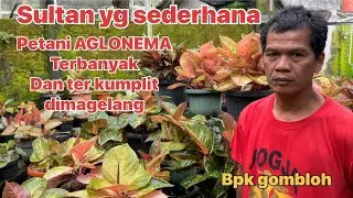 Pak Greg nya Magelang.. petani AGLONEMA paling besar dan kumplit di magelang 01