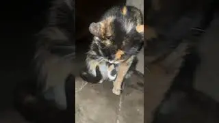 My cat cleaning piu piu vibes