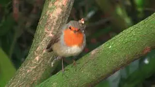 Robin Bird 🐦 Redbreast #Shorts