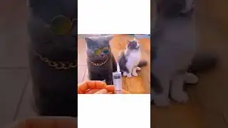 shorts beta/ 2022 funny cat video😻😹🐱/clip 1120