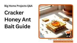Crushed Salty Cracker Honey Ant Bait Tutorial