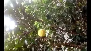 3 line forest lemons tree || my village plants