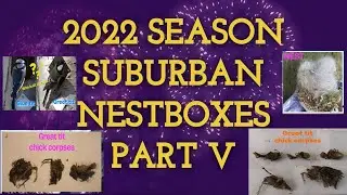 ALERT special episode PART V #suburban #nestboxes #2022 season #greattit nest #bluetit