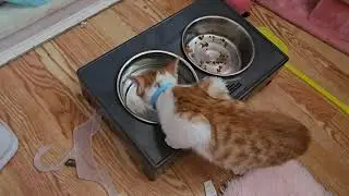 Dog Bowl with Adjustable Stand