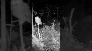 Tawny Owl in flight