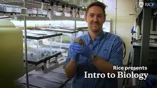 Intro to Biology Online Courses: Ecology, Evolution and Biodiversity | Rice University Online