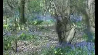 Chilterns Great Missenden and Bluebells