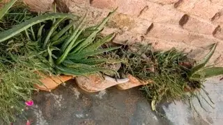 BTS Of Gardening Video on Instagram