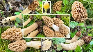 Morcheln sammeln im April | Speisemorchel, K&auml;ppchenmorchel, Wabenporling & Co | 28.04.2023 | Innauen