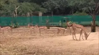 Deer park patiala punjab || deer park || patiala zoo