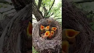 The World of Shrikes: An Insight into Long-Tailed Shrikes #shorts