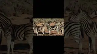 🦓 ZEBRAS IN AN FIELD 🦓#ZEBRA #ZEBRASHORTS #SHORTS #SHORT #CUTZEBRA #ZEBRASHORTS #VIRAL #ZEBRASHORT