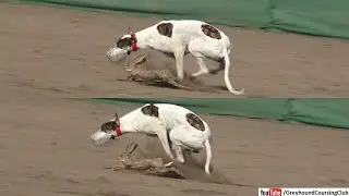 dog chasing rabbit 2023 | greyhound coursing | dog vs rabbit race
